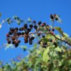 Rubus ulmifolius